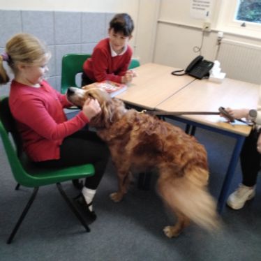 Colin the Therapy Dog